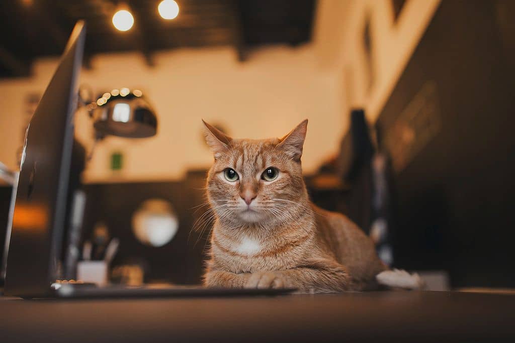 Expect perform phone page. Image